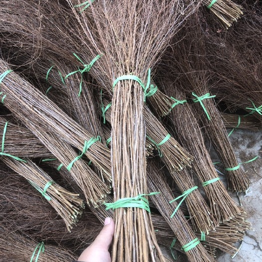开原市辽宁开原 干枝雪柳 珍珠绣线菊枝条 喷雪花 水养鲜枝条