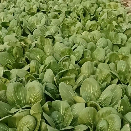 石家庄小油菜