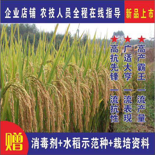 成都水稻种子优质长粒香米一级抗病抗倒杂交稻谷种丰华正茂