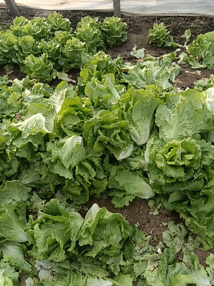 优质意大利生菜