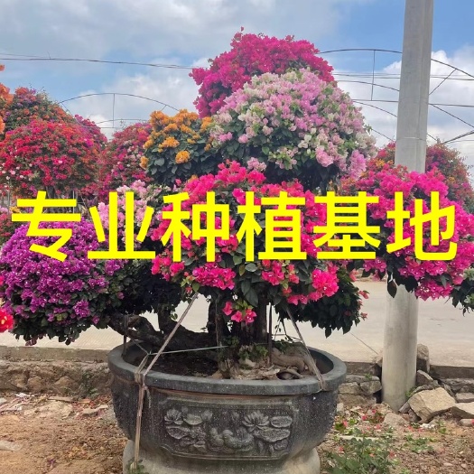 漳州中国红三角梅 同安红三角梅 多色三角梅 造型紫色三角梅