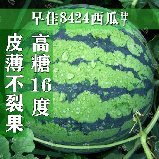 【早佳8424麒麟西瓜种子】早熟麒麟瓜种新疆西瓜种子大棚西瓜