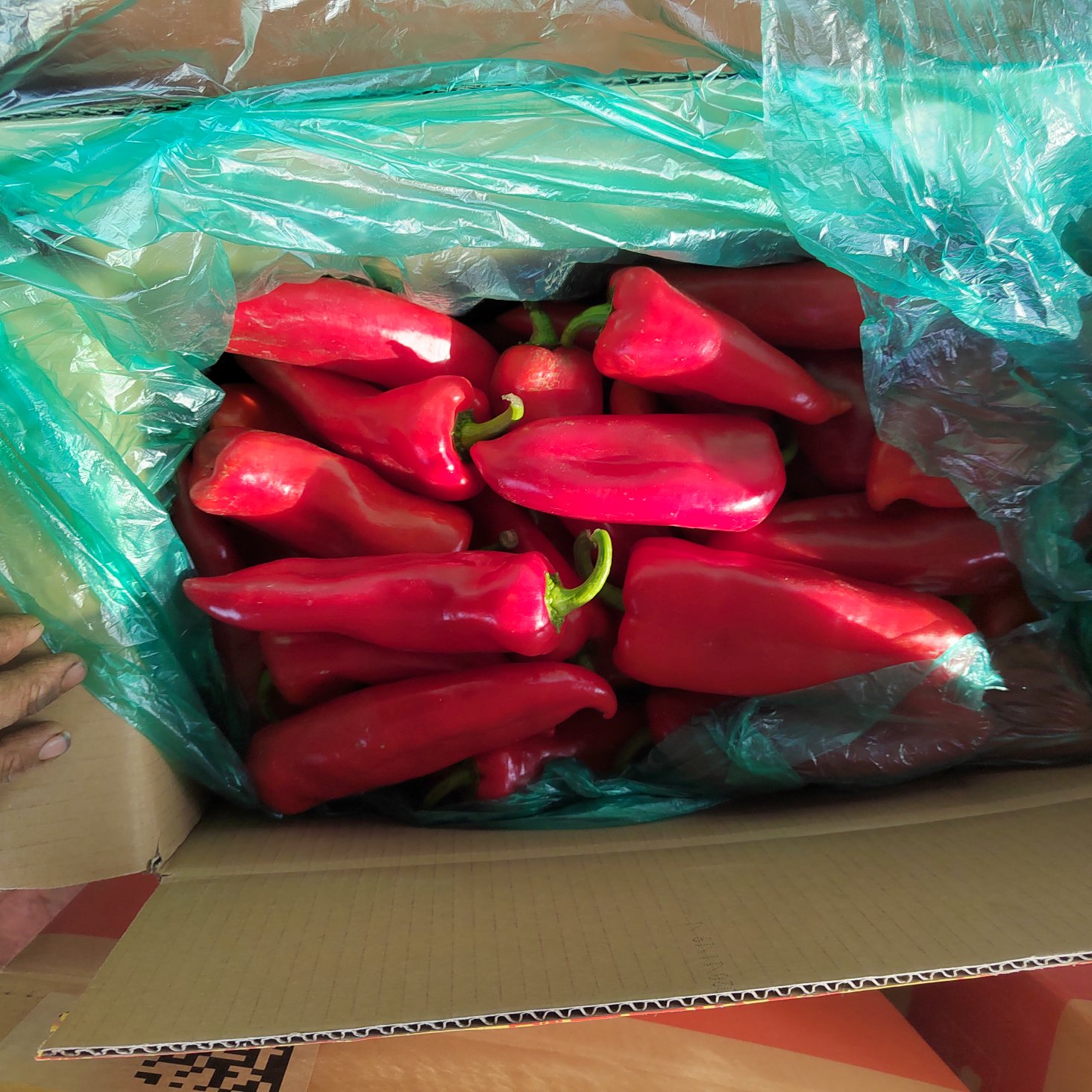 青州市红泡椒，颜色亮，大红，辣度高