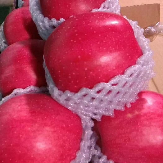 静宁县静宁片红秦冠