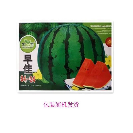 长沙8424麒麟无籽西瓜种子籽早熟薄皮南方四季播蔬菜水果西瓜