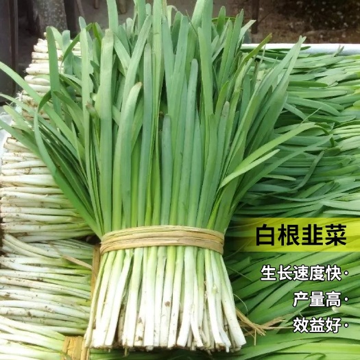 衡阳白根雪韭种子