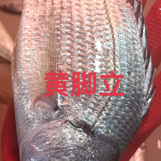 阳江黄脚立/一条半斤以上