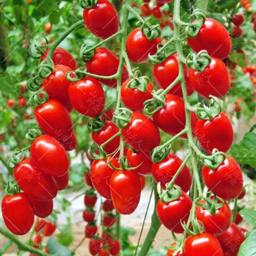 红樱桃番茄种子红圣女果种子