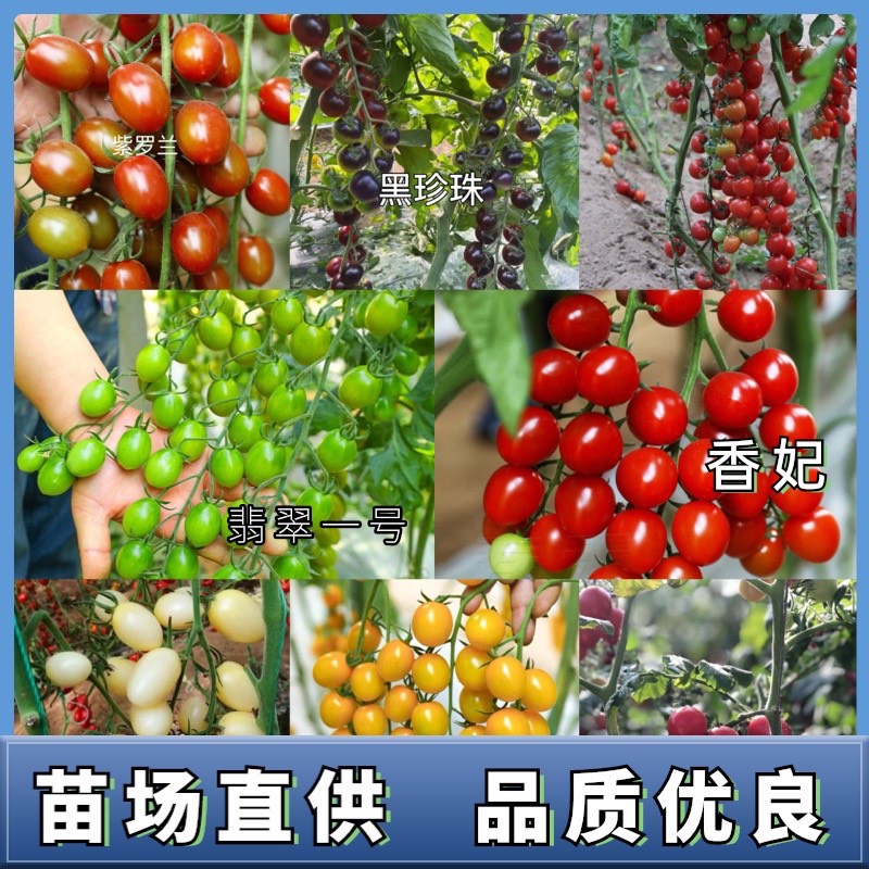 小西红柿苗圣女果苗粉贝贝西红柿苗黄色特色采摘口感小西红柿苗