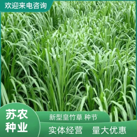 新型皇竹草畜牧养殖多年生牧草种子猪马牛羊鸡鸭鹅鱼兔草