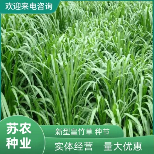 沭阳县新型皇竹草畜牧养殖多年生牧草种子猪马牛羊鸡鸭鹅鱼兔草