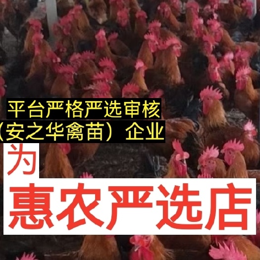 土鸡苗  （平台严选店），质量有保障