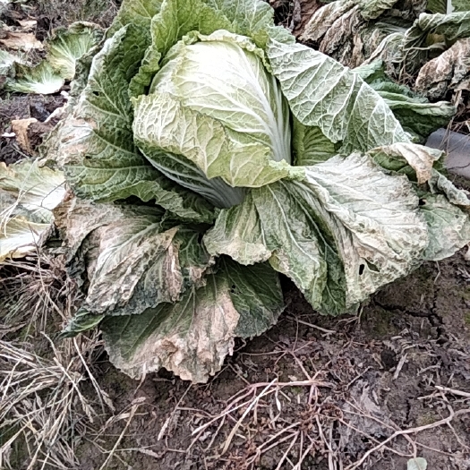 宿州义和秋大白菜净重菜6斤起步 货源充足 20吨现货量大从优