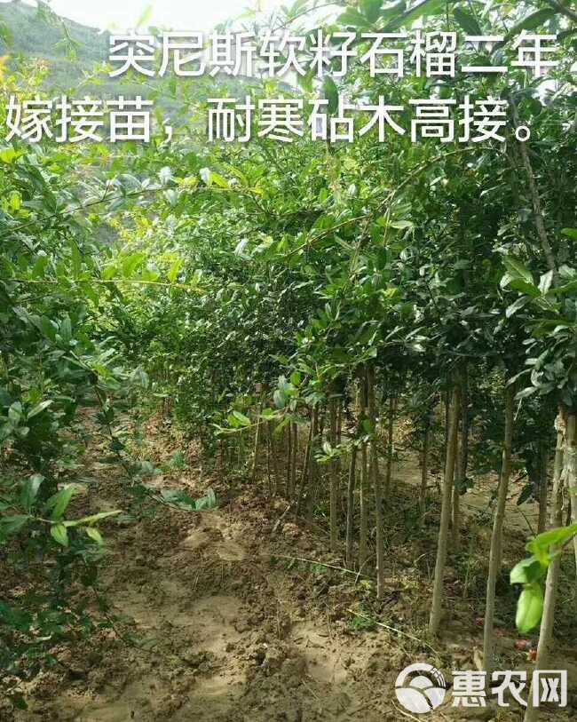 石榴树苗 软籽石榴树苗批发 泰山红石榴树苗