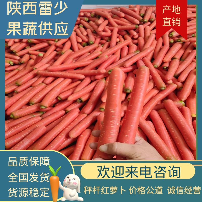 大荔县陕西大荔秤杆红萝卜！大荔水果红萝卜  ！纯沙地种植！