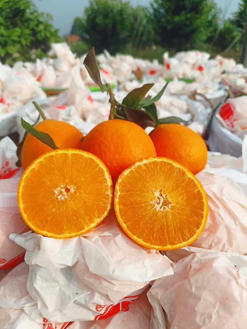 四川爱媛38号果冻橙 柑橘桔子 新鲜水果 精选水果团批发
