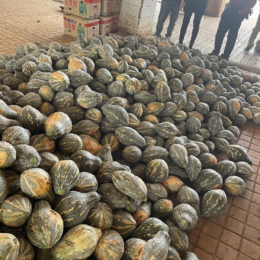 徐闻县广东湛江南瓜，板栗南瓜，贝贝南瓜，香芋南瓜，质量保证，大量上