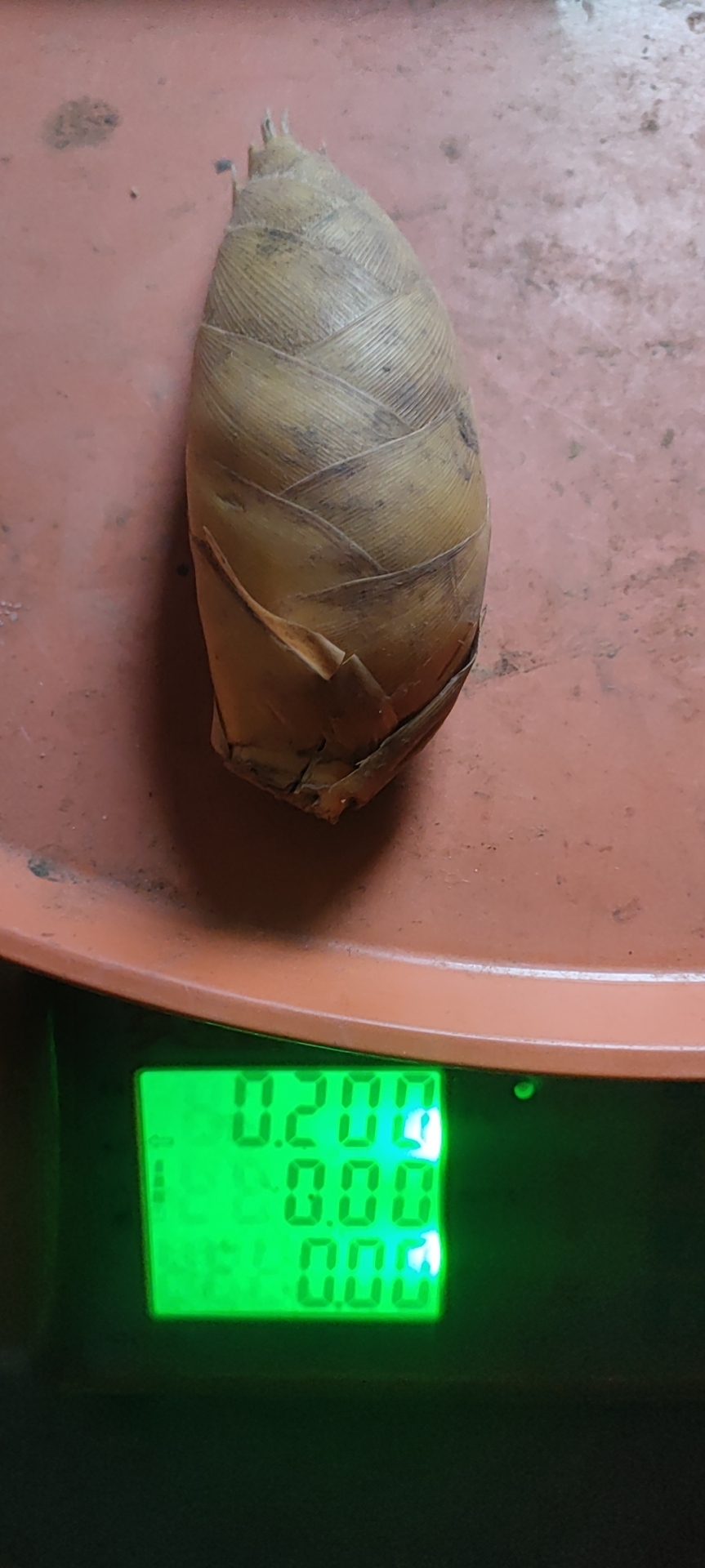 冬笋(2023年)  3两起 除根笋  一手货源 批发