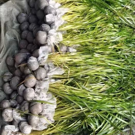 麻阳县苦草，马来眼子菜，轮叶黑藻，包土包石子营养苗加工！