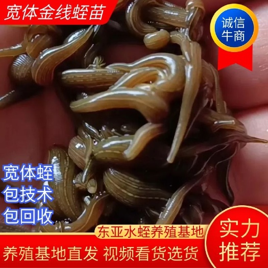 宽体半月苗  满月苗全程包技术包药品到货包99%成活率！