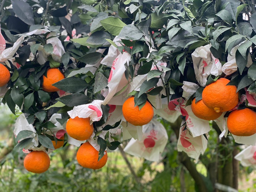 四川爱媛38号果冻橙 柑橘桔子 新鲜水果 精选水果团批发