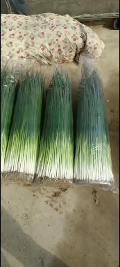 大连四季小葱