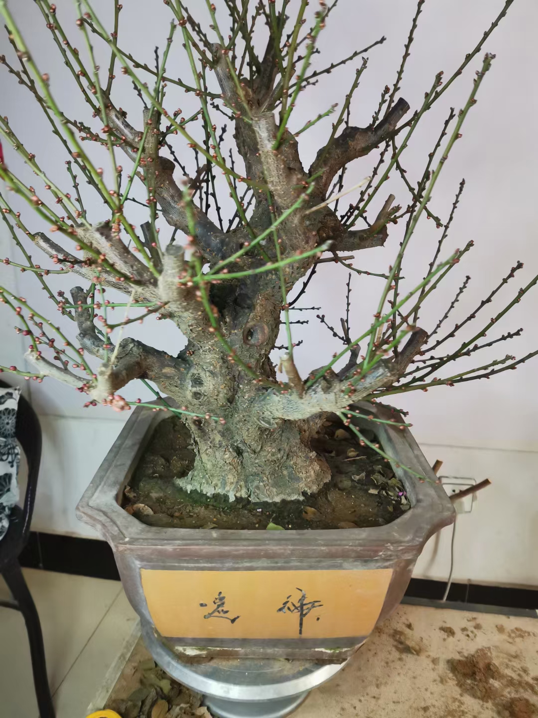 30年梅花盆景能卖多少钱？