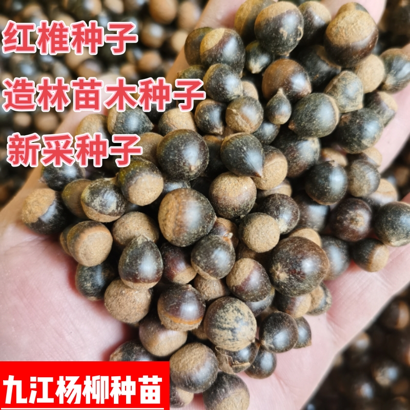 九江今年新采收红椎种子 造林苗木种子 红椎种子产地批发价格