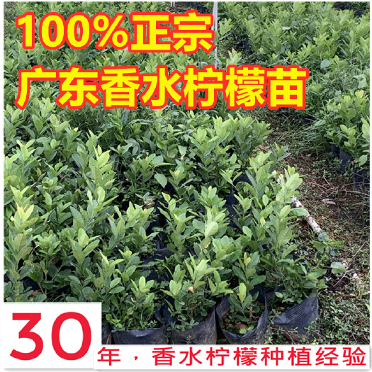 广州广东香水柠檬苗