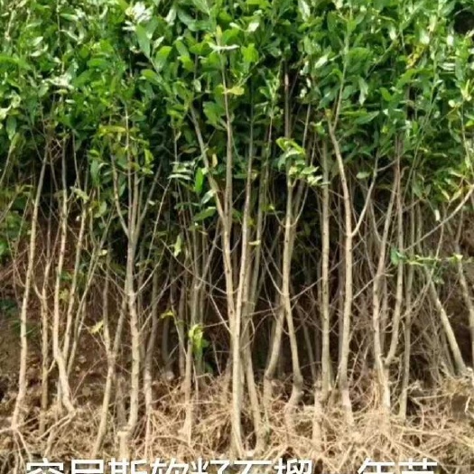 泰安石榴树苗 软籽石榴树苗批发 泰山红石榴树苗