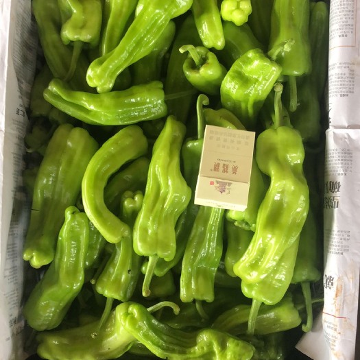 徐闻县芜湖椒