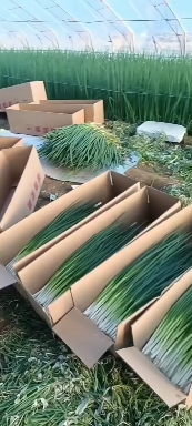 大连大连精品香葱
