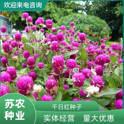 千日红种子千日紫种子千日粉种子四季开花庭院别墅路边景观绿化