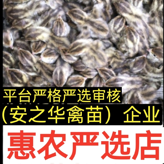 鹌鹑苗  …（平台严选店），质量有保障