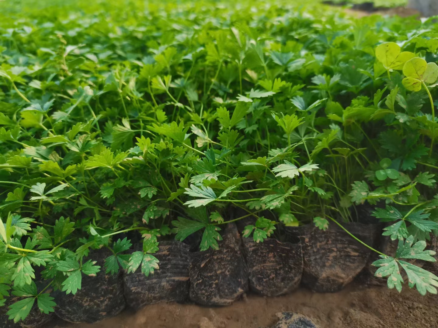 青州市五叶委陵菜，委陵菜，杯苗发货，基地直销，大量现货，欢迎实地考