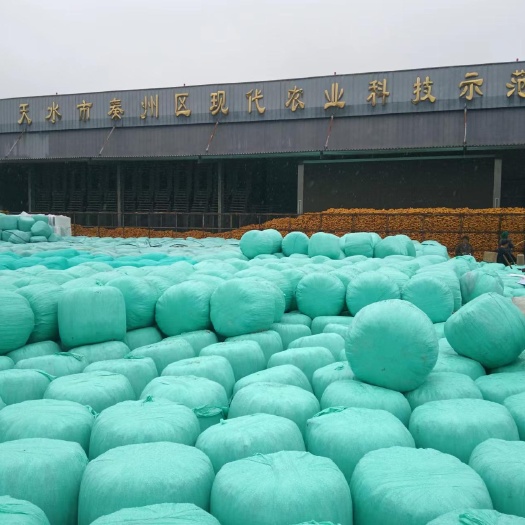 天水全株青储玉米