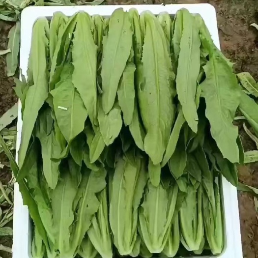 邯郸河北，精品油麦菜，大棚暖棚，一手货源，产地直供。