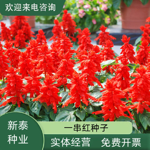 一串红种子四季播种的庭院易活花子矮串串红四季易种花籽耐寒花卉