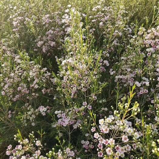 昆明鲜花批发基地批发优质鲜花腊梅