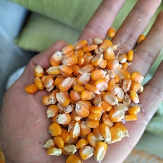 瑞丽市缅甸干玉米粒（苞谷）