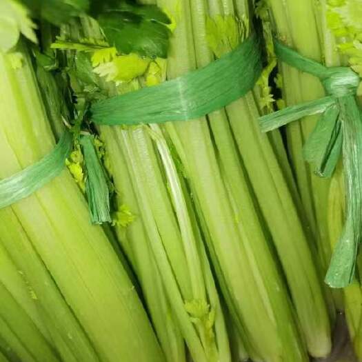 美国小西芹，芹菜，绿根芹菜，西芹，湖北芹菜
