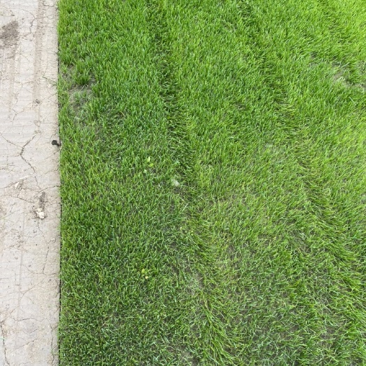 江油市优质混播需要的联系喔价格美丽