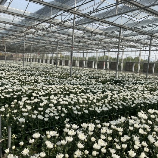 东海县菊花鲜切花