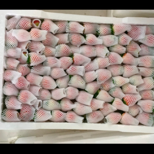 阜阳天仙醉草莓