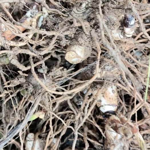 晴隆县紫花三叉白芨苗
