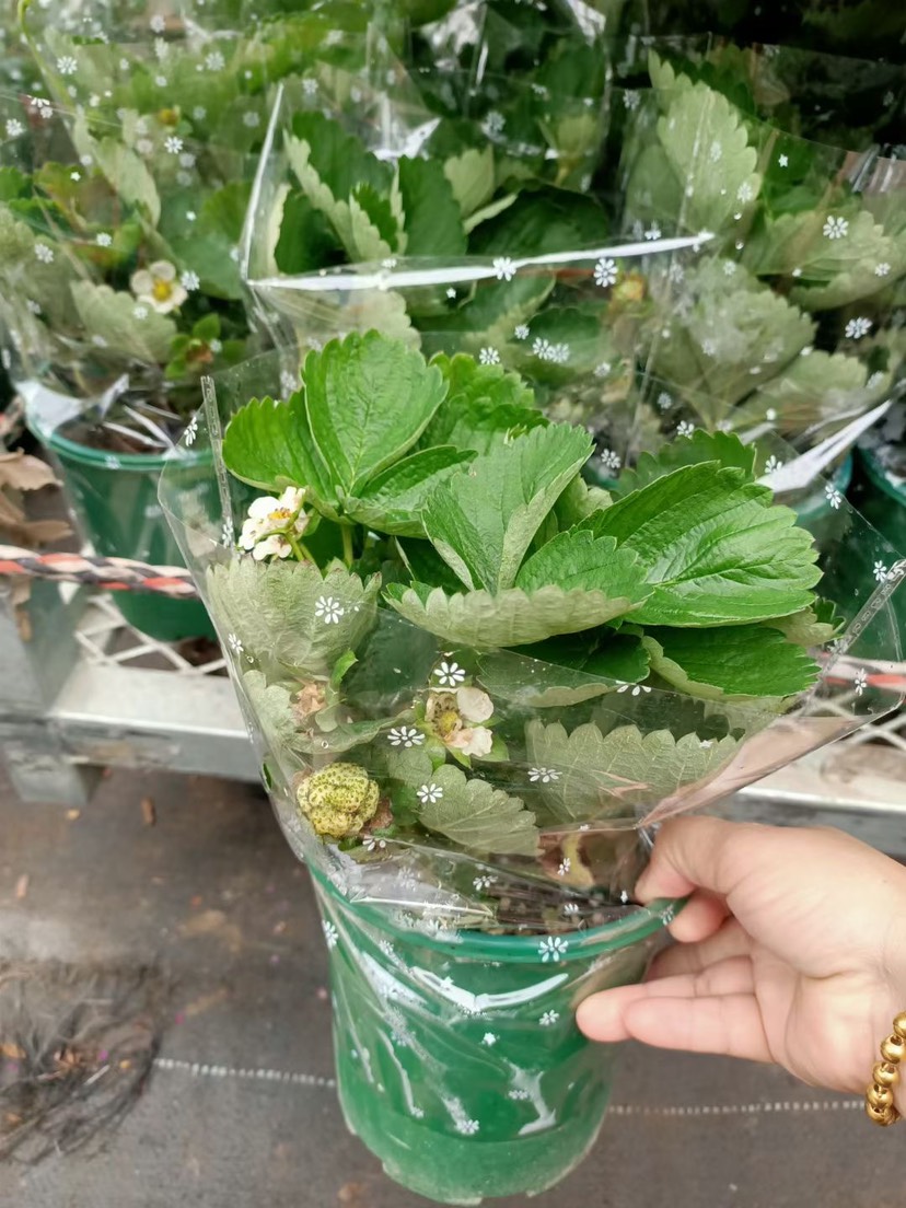 草莓基地直销全国一件代发物美价廉叶绿冒大品质有保障诚信经营