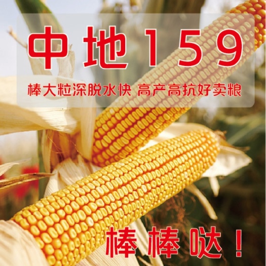 佳田金大棒中地159