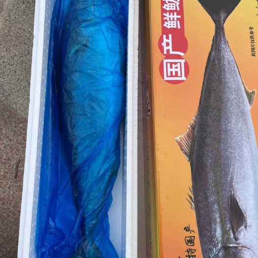 滨州【山东发货】深海黄金大鲅鱼鰤鱼整条大鱼