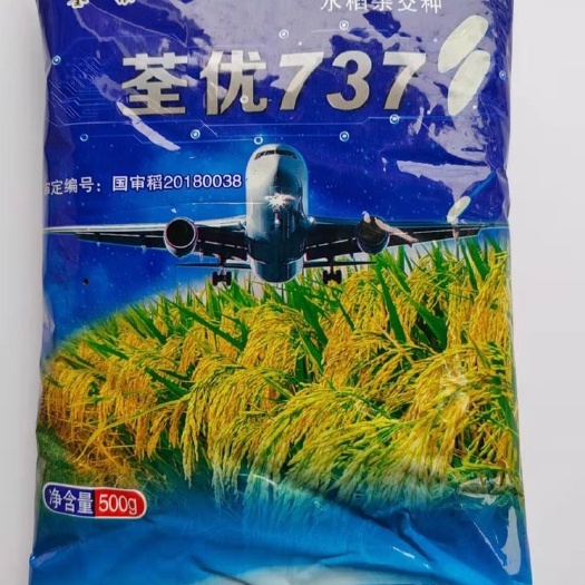 华容县国审稻荃优737杂交一季中稻水稻种子生育期133天