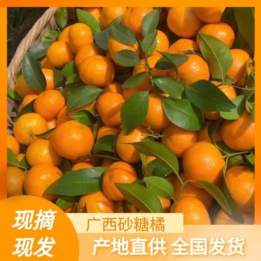 广西沙糖桔 砂糖橘 产地一手货源 电商市场货 品质保证
